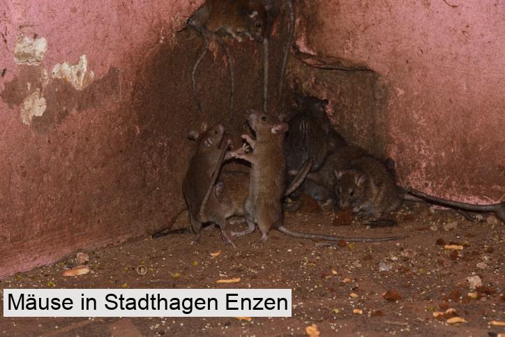 Mäuse in Stadthagen Enzen